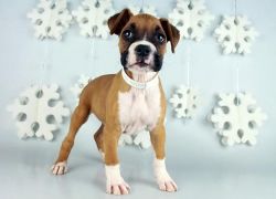 Boxer Pups For Sale