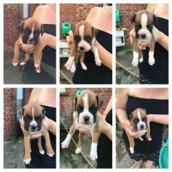 Beautifully Marked Boxer Puppies