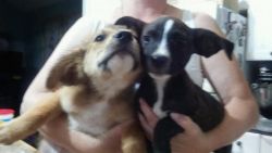 14 week old boxer mix puppies,