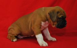 Sweet Boxer Puppies For Adoption