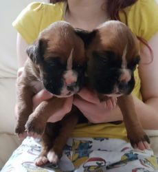 Cute Boxer Puppies Avilable..(xxx) xxx-xxx6