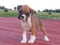 Akc Registered Boxer puppies