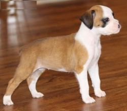 Boxer Puppies KC Reg From Show Lines