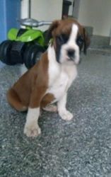 Quality Boxer Pups Ready To Go..