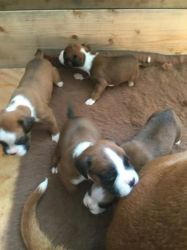 Males and Females Boxer Puppies