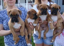 Adorable Boxer puppies