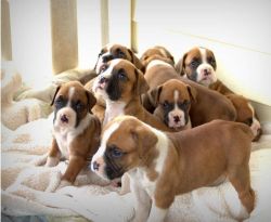 Boxer puppies are ready to go