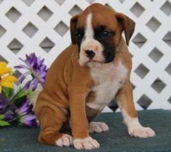 12 Week Old Boxer Puppy For Sale
