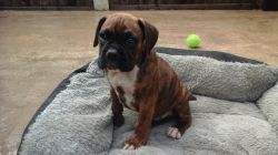 adorable boxer puppy for lovely homes
