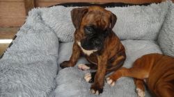 boxer puppy ready for a new home
