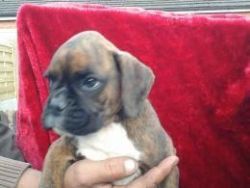 boxer puppy available for lovely homes
