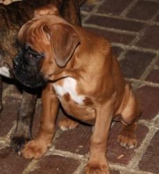 Boxer Puppies KC Reg From Show Lines.