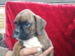 boxer puppies ready now