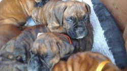 cute boxer pups ready now