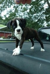 Beautiful Boxer Boy And Girl Puppies