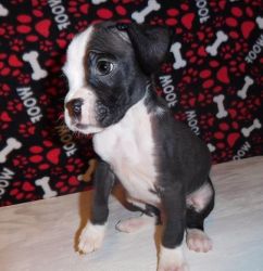Lovely Boxer Puppy For Sale