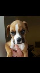 Boxer Pups Available For Adorable Homes