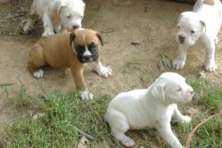 boxer puppy available for adorable homes