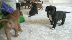 beautiful boxer puppies ready now