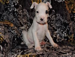 1handsome Male Boxer Puppy Left, (akc Registered)