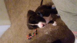 Boxer mix with pit puppy