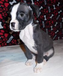 cute lovely boxer puppy for sale