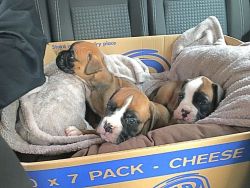 Beautiful Full Pedigree Boxer Pups For Sale
