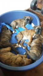 Stunning Boxer Puppies For Sale