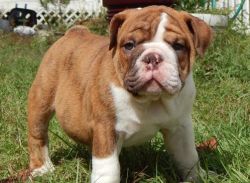 Loving n Adorable English bull dog Puppies For Sale