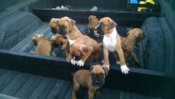 Boxer Puppies for sale