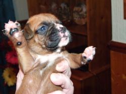 Stunning Litter Of 9 Black Mask Red Boxer Puppies.
