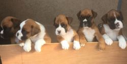 Stunning Litter Of Red And White Boxers