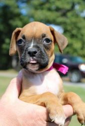 Boxer puppies ready for sale