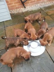 AKC Boxer puppies for sale