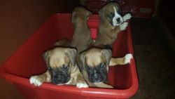 Pure breed Boxer pups for sale