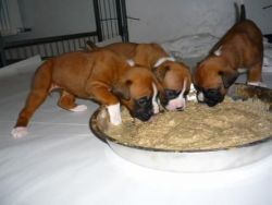 5 Generation Certificate AKc Reg Boxer Puppies Available Now