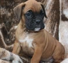 AKC fawn male and female Boxer Puppies with a great personality