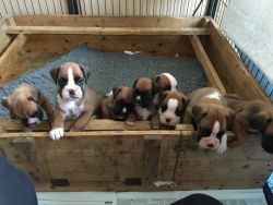 Kc Registered Boxer Pups For Sale
