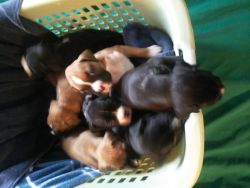 7 Pure Blooded Boxer Puppies for Sale. Parents on site, no papers.