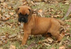 AKC CHAMPION BLOODLINES, THERE IS 3 FAWN FEMALES Boxer