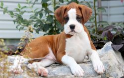 Cute boxer puppies for sale