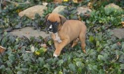 Affectionate super cute Boxers Puppies