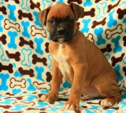 handsome Boxer puppy ready to make you smile