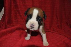 Puppies Kc Registered
