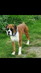 AKc Reg Bobtail And Tailed Boxer Puppies