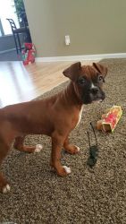Beautiful Merging Boxer Puppies ready for sale asap