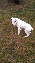 White AKC Boxer Puppy