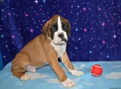 Apex, Boxer Puppy for Sale