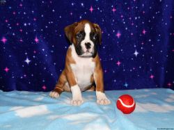 Dozer Boxer Puppy for Sale