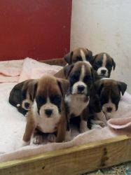 Bob Tail And Tailed Boxer Puppies